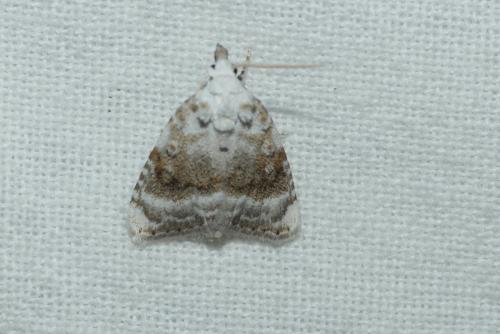 Réf. 236 124 : Meganola albula